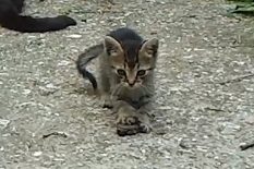 Коте